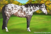 Horse Color:Buckskin Ice 