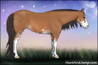 Horse Color:Bay Sabino 