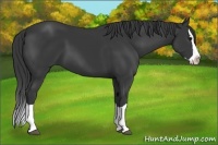 Horse Color:Black Splash 