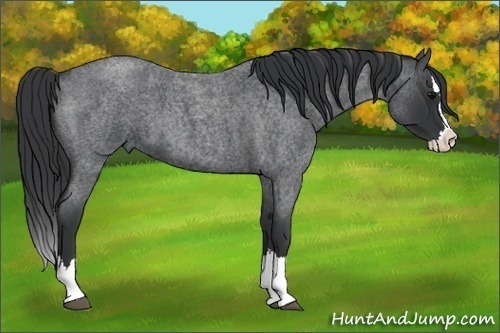 Horse Color: Unknown 