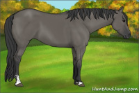 Horse Color:Grullo Sabino