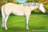 Horse Color:Gold Cream Champagne Dun Splash 