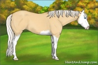 Horse Color:Silver Classic Cream Champagne Dun Splash 