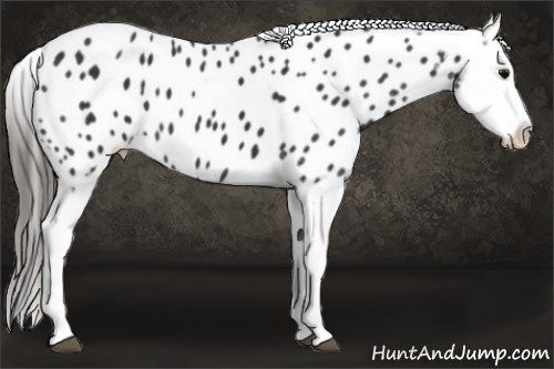 Horse Color: Black Splash Blanket 