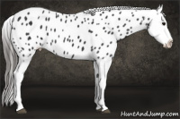 Horse Color:Black Splash Appaloosa 