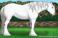 Horse Color:White Spotted Brown Splash Appaloosa 