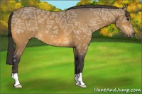 Horse Color:Buckskin Ice 