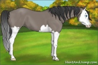 Horse Color:Grullo Splash 