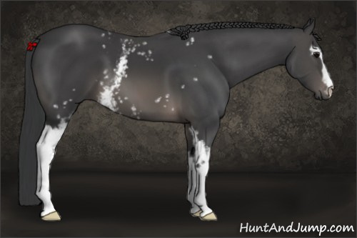 Horse Color: White Spotted Black 