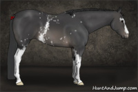 Horse Color:White Spotted Black