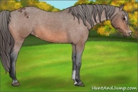 Horse Color:Bay Sabino Appaloosa 