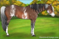 Horse Color:White Spotted Bay Sabino