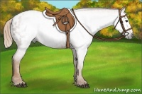 Horse Color:Gray Chestnut Blanket 