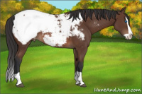 Horse Color:Bay Splash Snowcap 