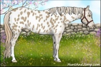 Horse Color:Classic Cream Champagne Roan Appaloosa 