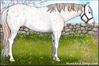 Horse Color:Gold Champagne Roan Dun Splash Appaloosa 