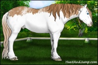 Horse Color:White Spotted Chestnut Splash