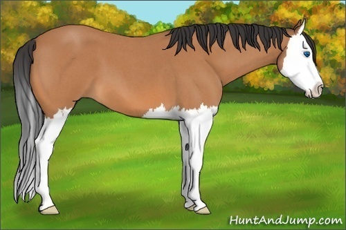 Horse Color:Unknown 