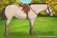 Horse Color:Amber Champagne Roan Dun 