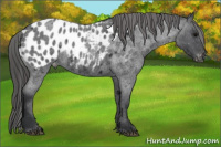 Horse Color:Brown Roan Appaloosa 