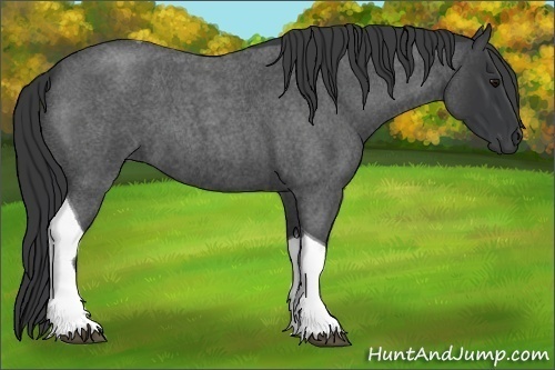 Horse Color:Blue Roan Tobiano