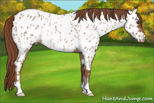 Horse Color:Liver Red Roan Near Leopard Rabicano 