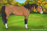 Horse Color:Bay Splash 