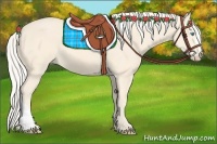 Horse Color:Cremello 