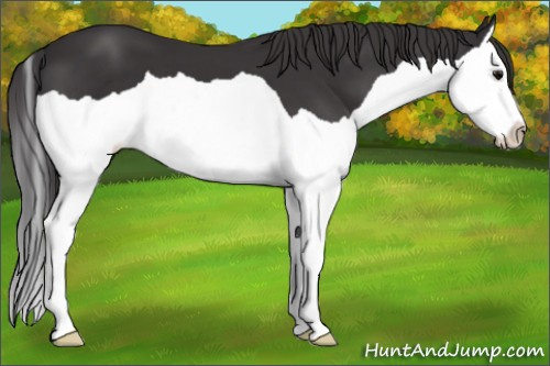 Horse Color: Smoky Black Splash 