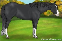 Horse Color:Black Splash