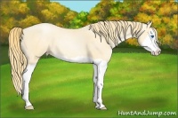 Horse Color:Buckskin Pearl Splash 