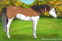Horse Color:Bay Splash 