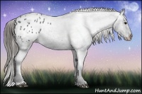 Horse Color:Blue Roan Appaloosa 