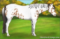 Horse Color:Bay Tobiano Leopard 