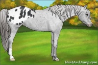 Horse Color:Black Blanket 