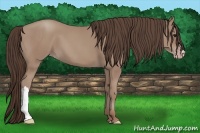 Horse Color:Classic Champagne 