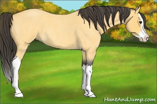 Horse Color:Buckskin Roan Splash