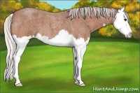 Horse Color:Silver Bay Roan Splash 