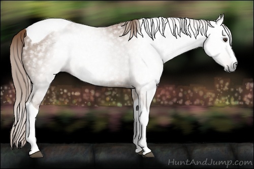 Horse Color:Gray Chestnut Splash Tobiano 
