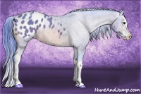Horse Color:Watercolor Bay Roan Splash Appaloosa 