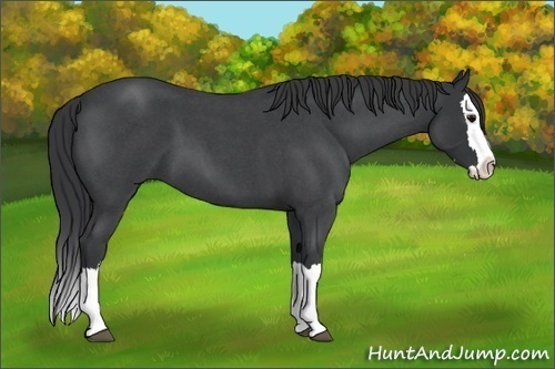 Horse Color: Unknown 