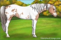 Horse Color:Bay Splash Tobiano Frame Near Leopard 