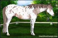 Horse Color:Bay Splash Appaloosa 