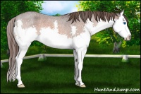 Horse Color:Bay Roan Splash Varnish Rabicano 