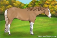 Horse Color:Chestnut Splash 