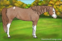 Horse Color:Chestnut Splash Blanket 