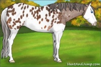 Horse Color:Bay Splash Appaloosa 