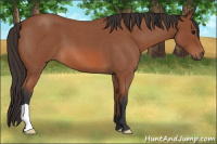 Horse Color:Bay Roan 