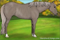 Horse Color:Silver Grullo Rabicano