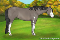 Horse Color:Grullo Sabino